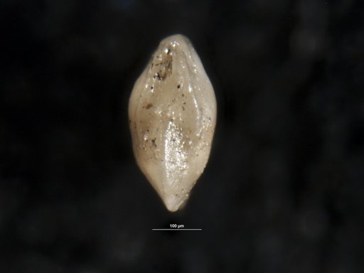Robulus pustulatus Israelsky, 1955