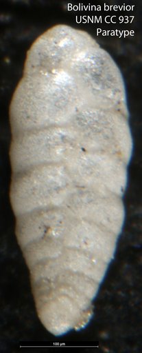 Bolivina brevior Cushman, 1925