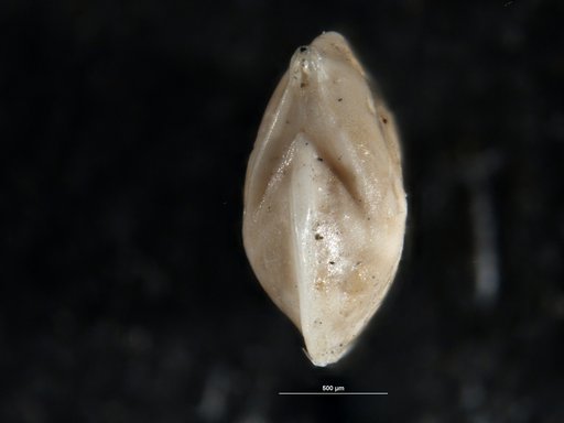 Robulus rancocasensis Olsson, 1960