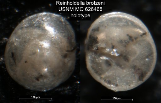 Reinholdella brotzeni Olsson, 1960