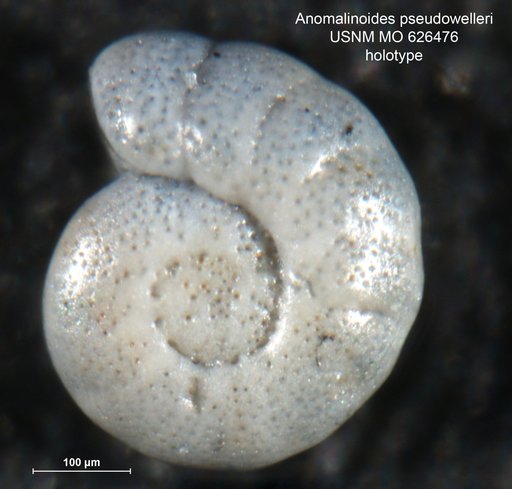 Anomalinoides pseudowelleri Olsson, 1960