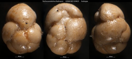 Stichocassidulina thalmanni Stone, 1946
