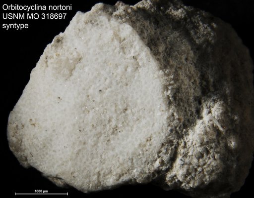 Orbitocyclina nortoni Vaughan, 1929