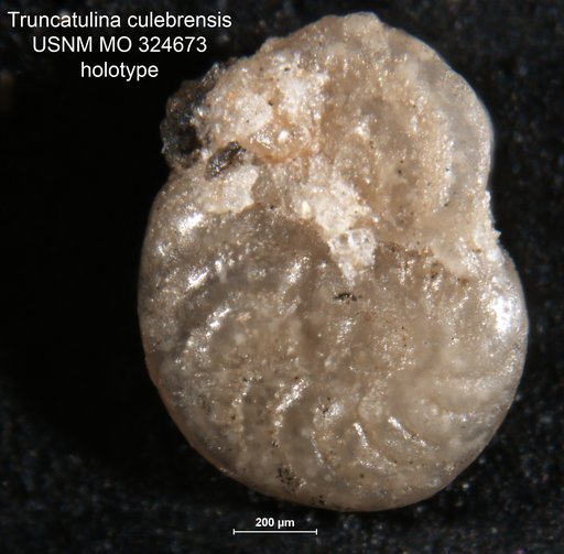 Truncatulina culebrensis Cushman, 1918