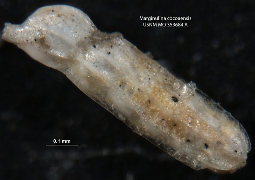 Marginulina cocoaensis Cushman, 1925