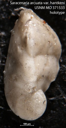 Saracenaria arcuata var. hantkeni Cushman, 1933