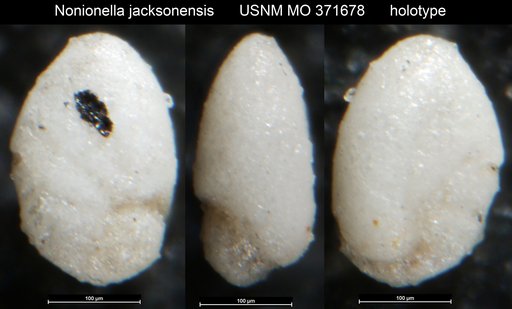 Nonionella jacksonensis Cushman, 1933
