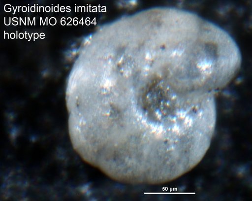 Gyroidinoides imitata Olsson, 1960