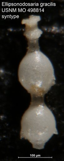 Ellipsonodosaria gracilis Palmer & Bermudez, 1936