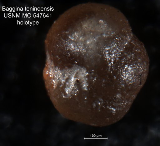 Baggina teninoensis Rau, 1956