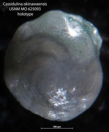 Cassidulina okinawaensis Leroy, 1964