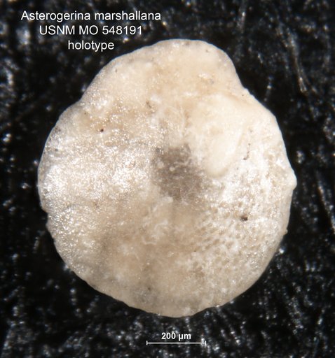 Asterigerina marshallana Todd & Post, 1954