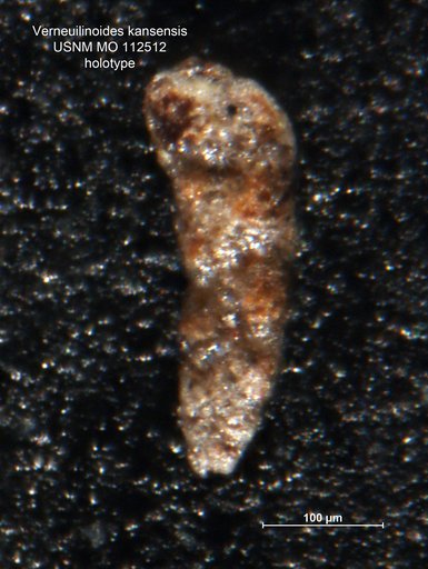 Verneuilinoides kansensis Loeblich & Tappan Loeblich, 1950