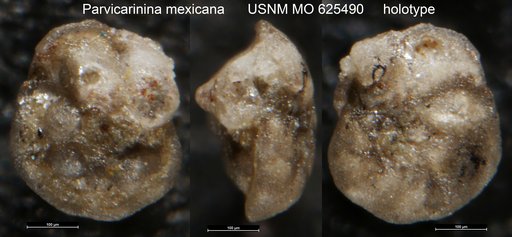 Parvicarinina mexicana Obregon de la Parra, 1958