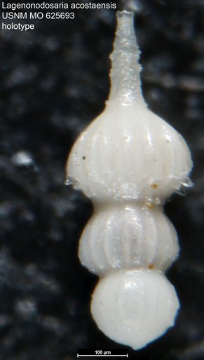 Lagenonodosaria acostaensis Blow, 1959