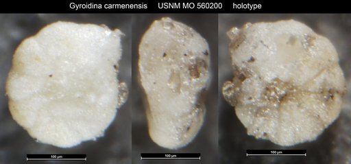 Gyroidina carmenensis Natland, 1950