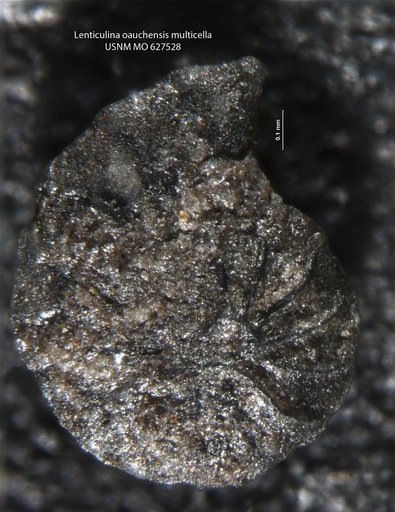 Lenticulina (Lenticulina) ouachensis multicella Bartenstein et al., 1957