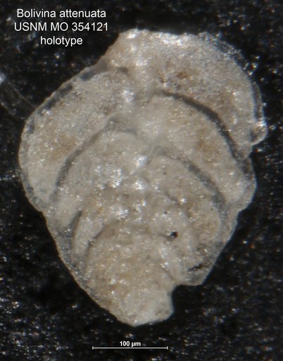 Bolivina attenuata Cushman, 1926