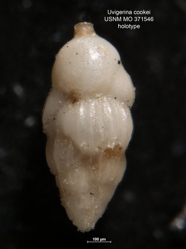 Uvigerina cookei Cushman, 1935