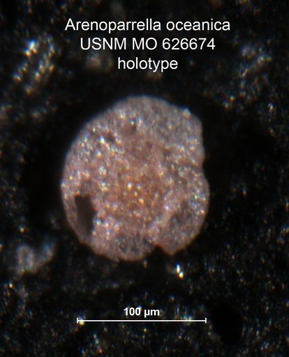 Arenoparrella oceanica Uchio, 1960