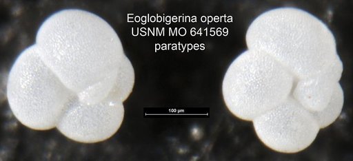 Eoglobigerina operta Lipps, 1964