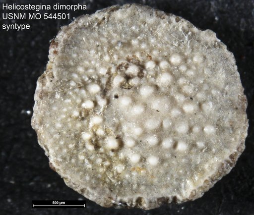 Helicostegina dimorpha Barker & Grimsdale, 1936