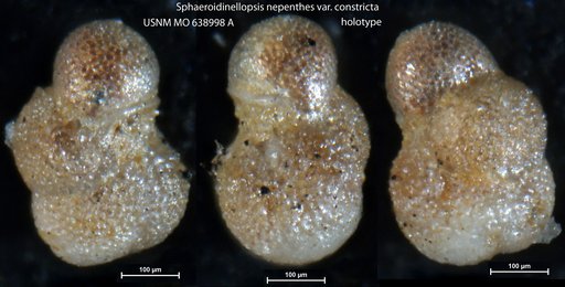 Sphaeroidinellopsis nepenthes var. constricta Bermudez, 1961