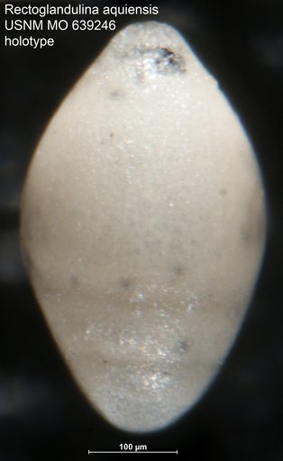Rectoglandulina aquiensis Nogan, 1964