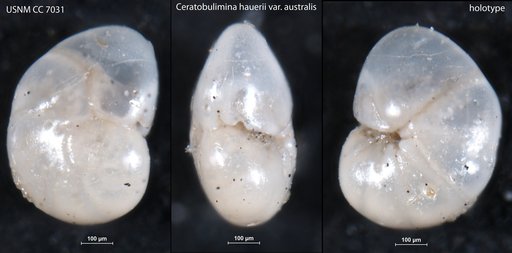 Ceratobulimina hauerii var. australis Cushman & Harris, 1927