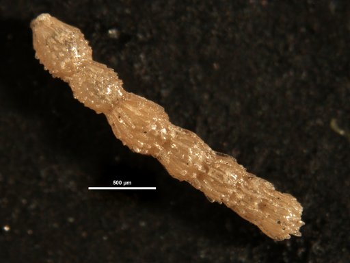 Siphonodosaria chileana Todd & Kniker, 1952