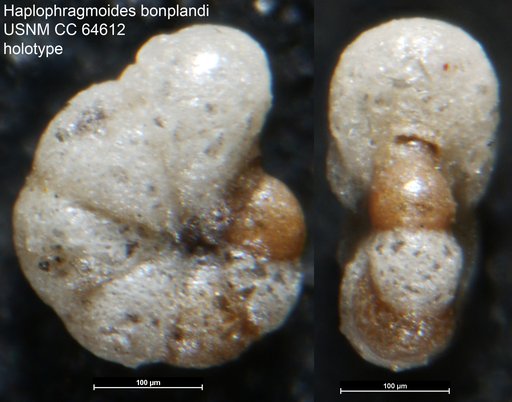 Haplophragmoides bonplandi Todd & Brönniman, 1957