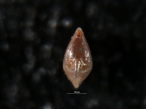 Robulus odiosus Israelsky, 1955