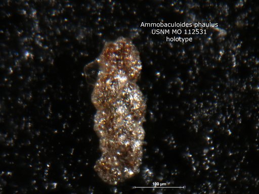 Ammobaculoides phaulus Loeblich & Tappan, 1950