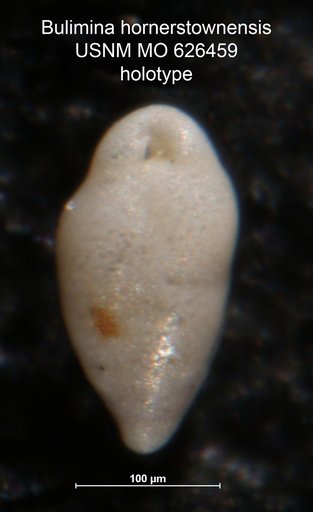 Bulimina hornerstownensis Olsson, 1960