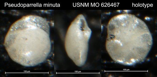 Pseudoparrella minuta Olsson, 1960