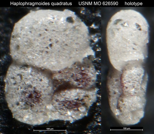 Haplophragmoides quadratus Uchio, 1960