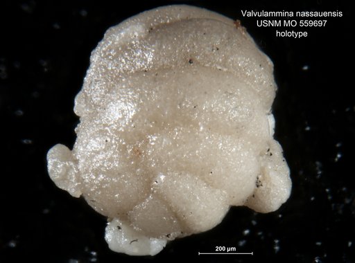 Valvulammina nassauensis Applin & Jordan, 1945