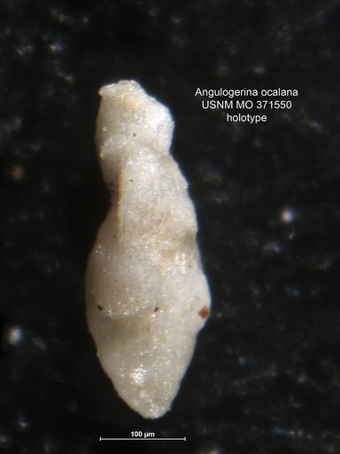 Angulogerina ocalana Cushman, 1933