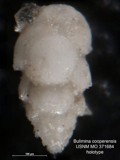 Bulimina cooperensis Cushman, 1933