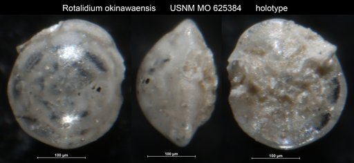 Rotalidium okinawaensis LeRoy, 1964