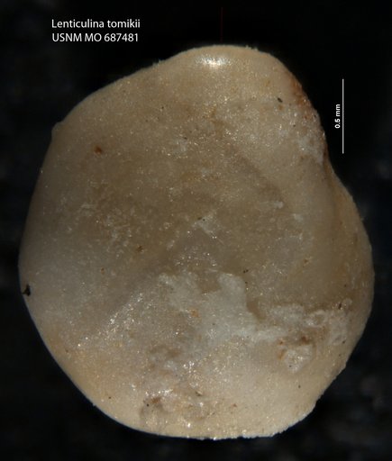 Lenticulina tomikii Todd, 1970