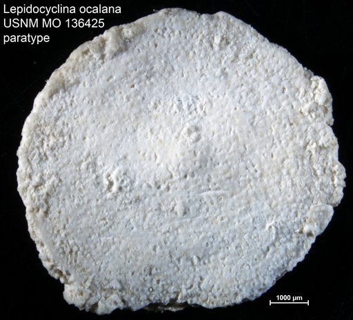Lepidocyclina ocalana Cushman, 1920