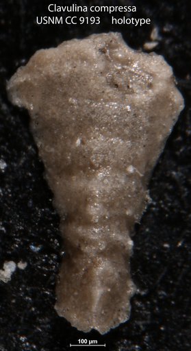 Clavulina compressa Cushman, 1928