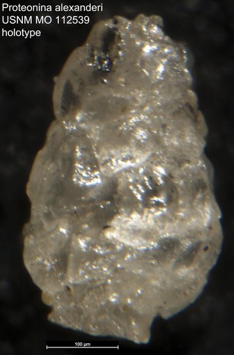 Proteonina alexanderi Loeblich & Tappan Loeblich, 1950