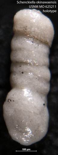 Schenckiella okinawaensis LeRoy, 1964