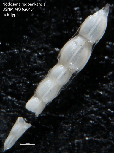 Nodosaria redbankensis Olsson, 1960