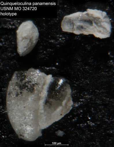 Quinqueloculina panamensis Cushman, 1918