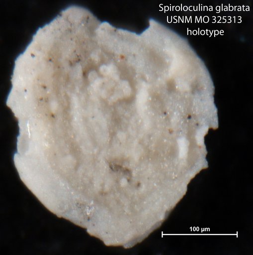 Spiroloculina glabrata Cushman, 1918