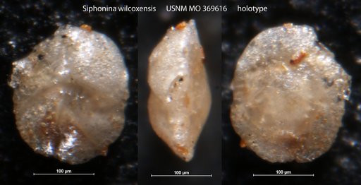 Siphonina wilcoxensis Cushman, 1927