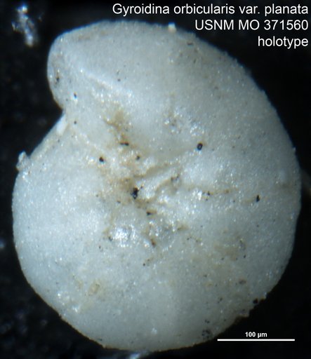 Gyroidina orbicularis var. planata Cushman, 1935